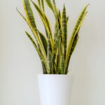 Planta verde en maceta blanca.
