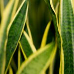 Planta lengua de suegra
