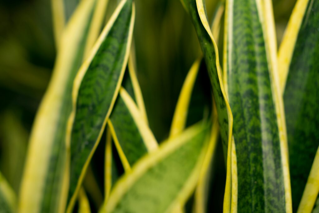 Planta lengua de suegra Alt: Planta lengua de suegra