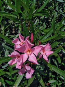 Alt: Nerium oleander.