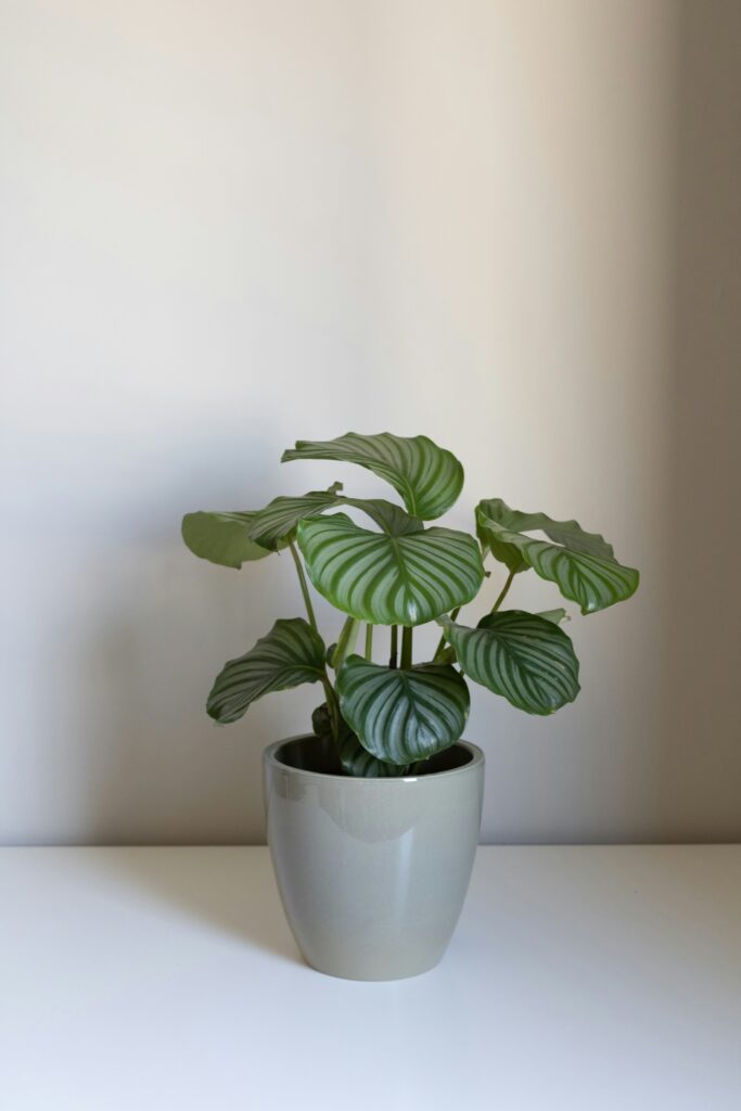 gigi-visacri-rNjEk8d2vmQ-unsplash