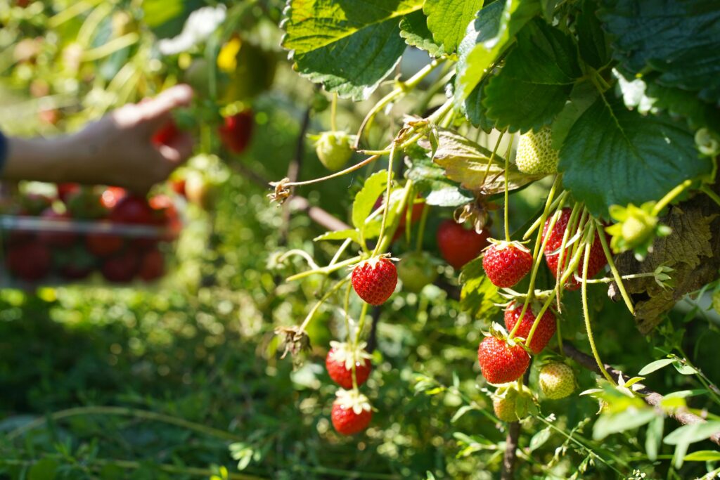 hailey-tong-RDZW273rApY-unsplash Plantar fresas en casa