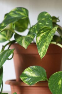 Alt: Epipremnum aureum.