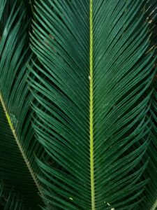 Alt: Cycas revoluta.