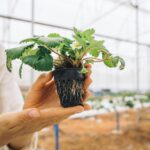 Plantar fresas en casa