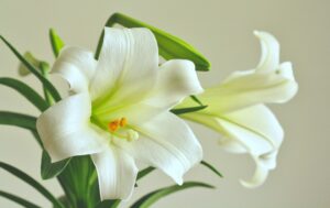 Lilium spp