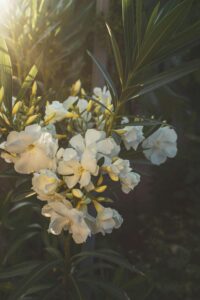 Alt: Nerium oleander.