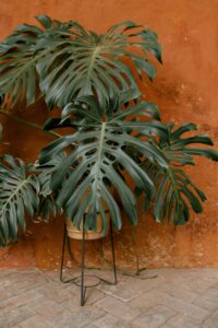 Monstera Deliciosa