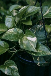 Alt: Epipremnum aureum.