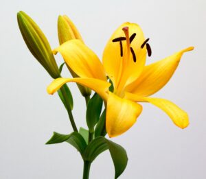 Lilium spp