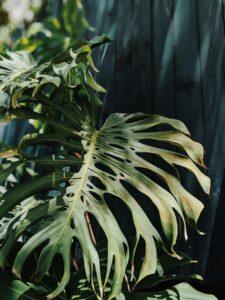 Monstera Deliciosa