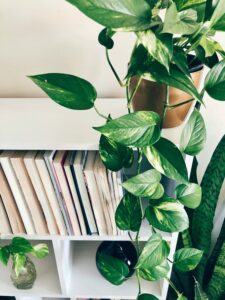 Alt: Epipremnum aureum.