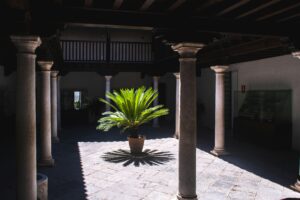 Alt: Cycas revoluta.