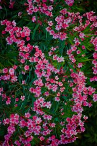 Alt: Nerium oleander.